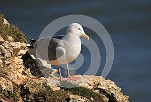 Herring gull on a cliffs edge