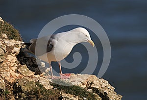 Herring gull  on a cliffs edge