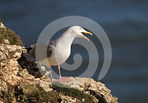 Herring gull  on a cliffs edge