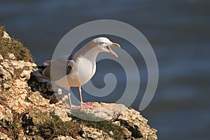 Herring gull  on a cliffs edge