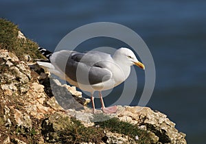 Herring gull  on a cliffs edge