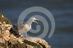 Herring gull  on a cliffs edge with mouth open making its cry