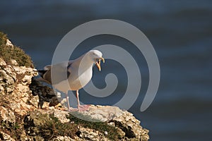 Herring gull  on a cliffs edge with mouth open making its cry