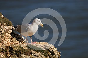 Herring gull  on a cliffs edge with ocean