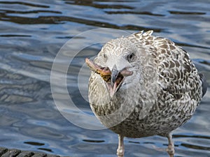 Herring gull eats a starfish