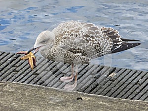 Herring gull eats a starfish