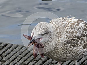 Herring gull eats a starfish