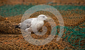 Herring Gull on Fishing Net