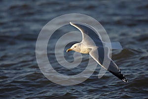 Herring Gull in flight