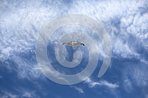 A Herring Gull in flight against a blue sky