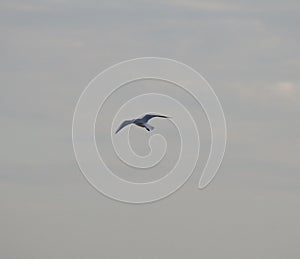 Herring gull in flight at dusk