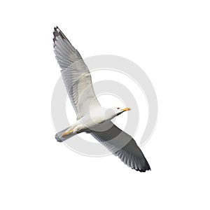Herring gull in flight photo