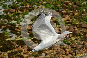 Herring Gull in flight photo