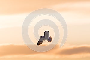 Herring Gull in flight with spread wings