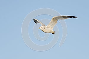 Herring Gull flight