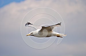 Herring gull in flight