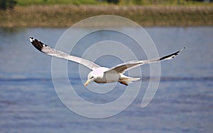 Herring gull in flight
