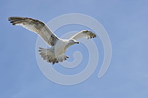 Herring gull in fly