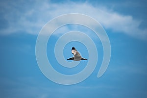 Herring Gull fly in sky Europe photo