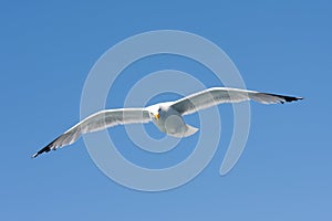 A herring gull flying in the blue sky