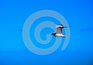 Herring gull flying in blue sky