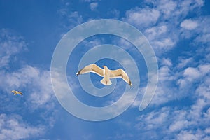 Herring gull, flying in a blue sky