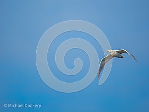 herring gull flying