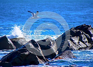 Herring gull flying over the reef
