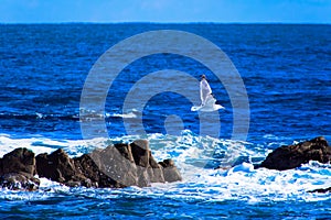 Herring gull flying over the reef
