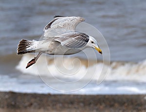 Herring gull flying over waves.