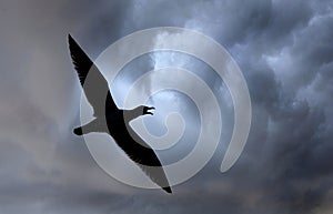 Herring gull flying in silhoutte against angry sky.