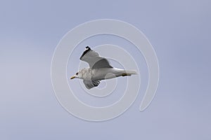 herring gull flying in the sky background