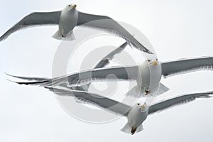 Herring gull