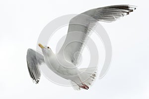 Herring gull