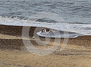 Herring gull landing on the beach