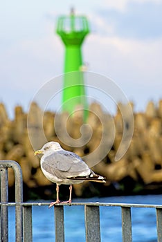 Herring gull; Larus argenataus Pontoppidan