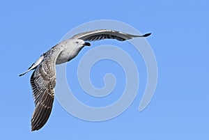 Herring Gull - Larus argentatus