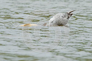 Herring Gull - Larus argentatus