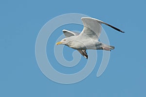 Herring Gull - Larus argentatus