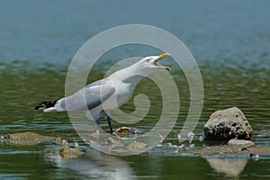 Herring Gull - Larus argentatus