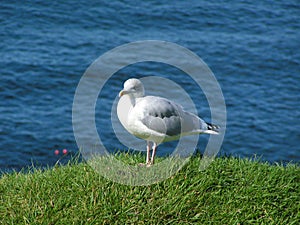 Herring Gull, Larus Argentatus photo