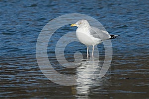 Herring Gull - Larus argentatus