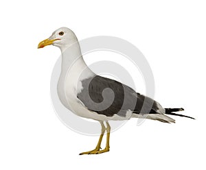 Herring Gull - Larus argentatus (3 years)