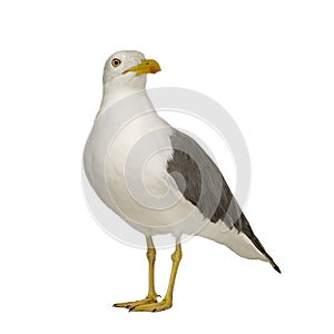 Herring Gull - Larus argentatus (3 years) photo