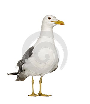 Herring Gull - Larus argentatus (3 years)