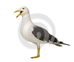 Herring Gull - Larus argentatus (3 years)