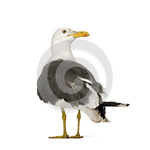 Herring Gull - Larus argentatus (3 years)