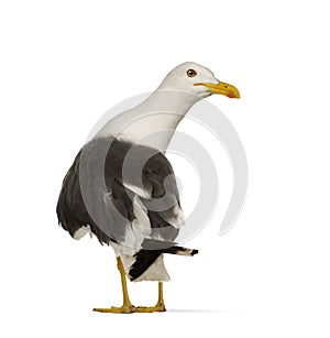 Herring Gull - Larus argentatus (3 years)