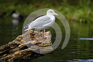 Herring Gull - Larus argentatus