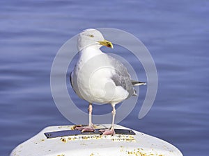 Herring Gull - Larus argentatus